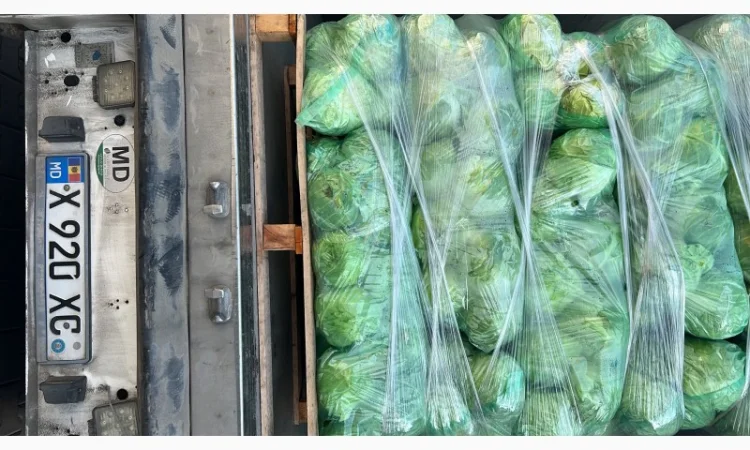 Молодая капуста - фото № 4