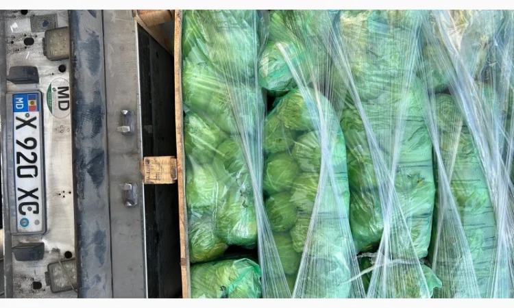 Молодая капуста - фото № 5