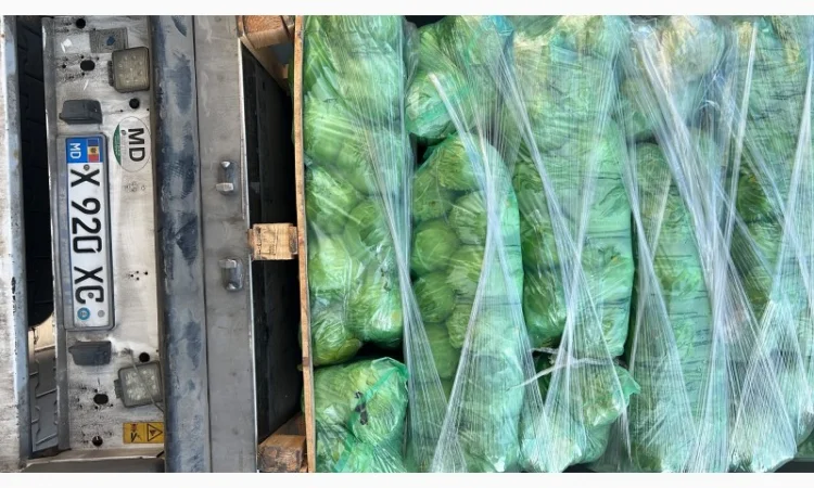 Молодая капуста - фото № 6