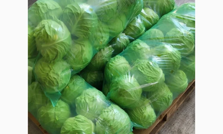 Молодая капуста - фото № 1