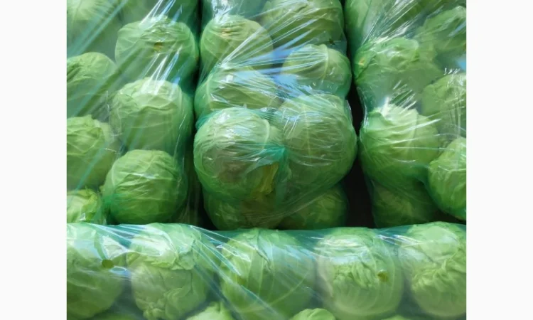 Молодая капуста - фото № 2