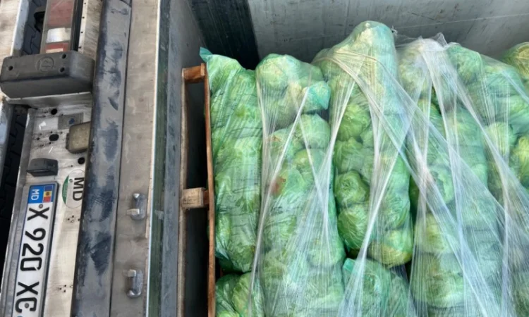 Молодая капуста - фото № 3