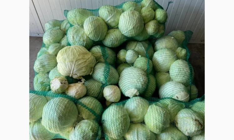 Капуста сорт Зенон на переробку - фото № 1