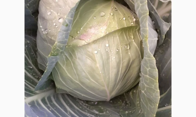 Продам ранню капусту, сорт Сір - фото № 1