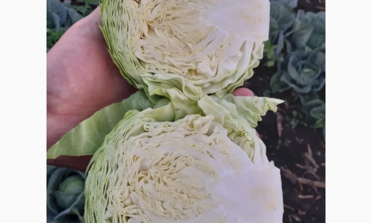 Продам ранню капусту, сорт Сір - фото № 2