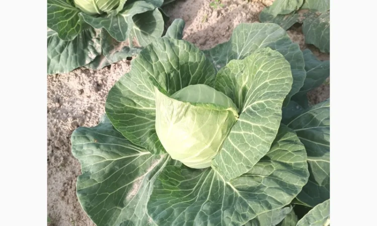 Продам капусту - фото № 1