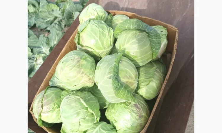 Продам капусту - фото № 2