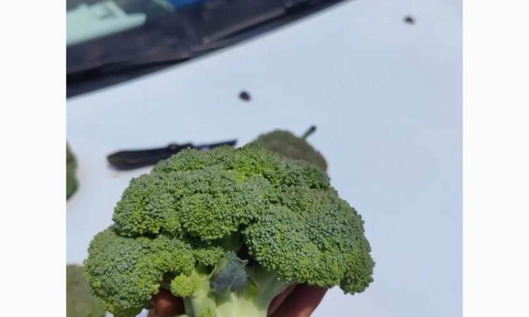 Продам капусту брокколи - фото № 1