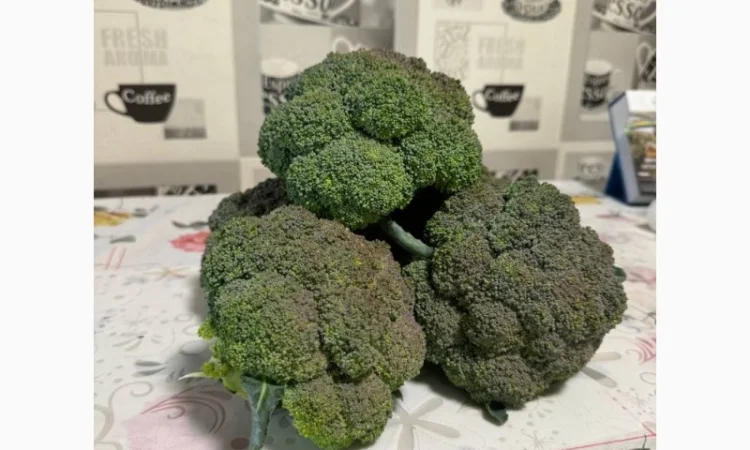 Продам капусту брокколи - фото № 2