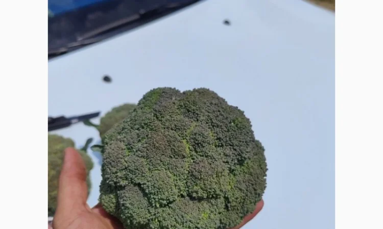 Продам капусту брокколи - фото № 3