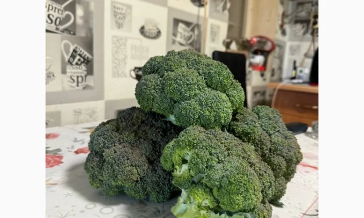 Продам капусту брокколи - фото № 4