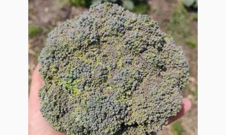 Продам капусту брокколи - фото № 5