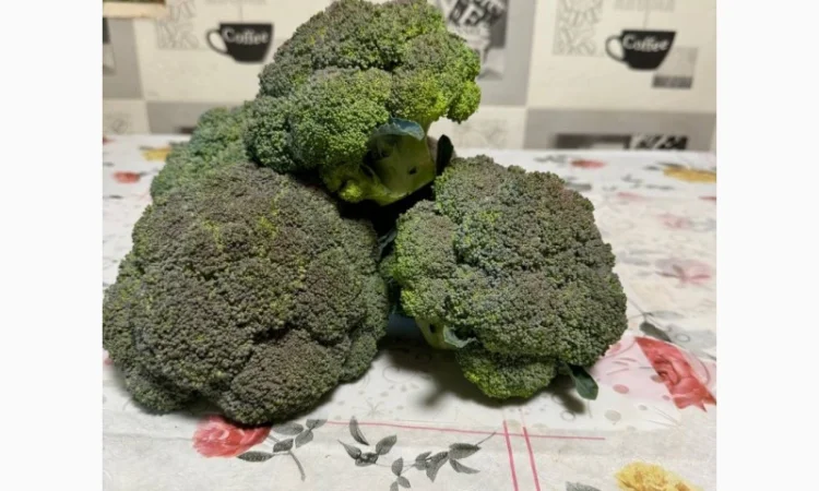 Продам капусту брокколи - фото № 6