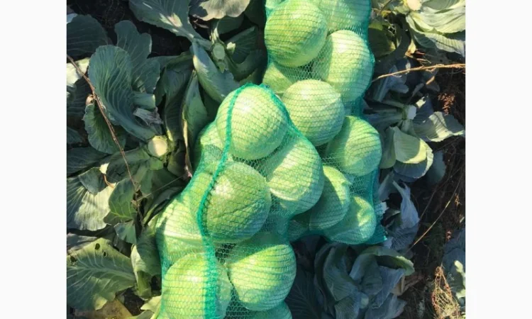 Продам капусту Золочівський р-йон - фото № 1