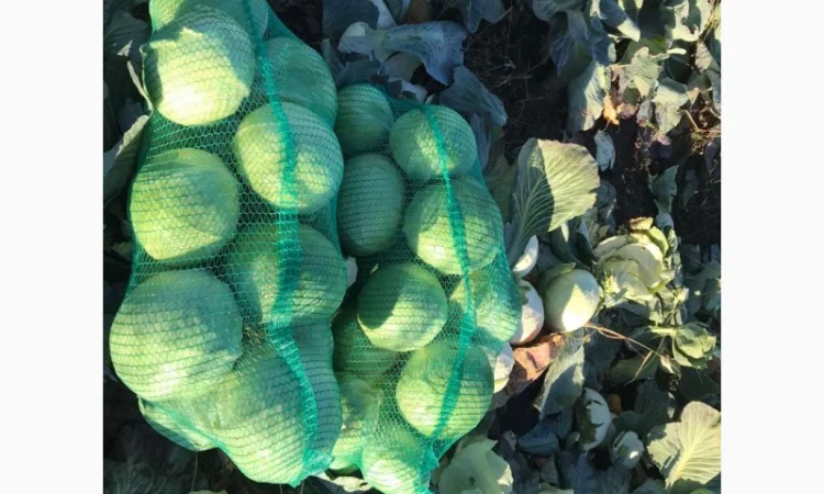 Продам капусту Золочівський р-йон - фото № 2