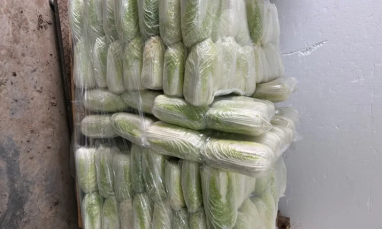 Продам Пікінку - фото № 3