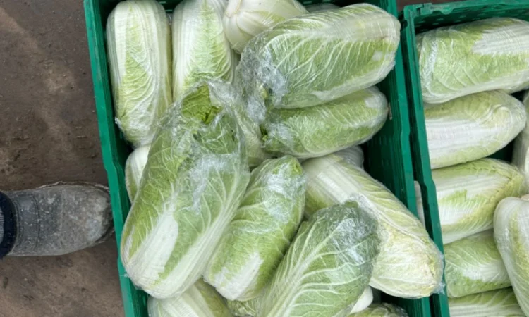 Продам Пікінку - фото № 4