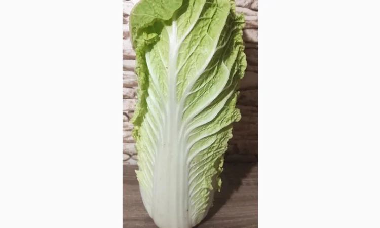 Продам пекінську капусту - фото № 1