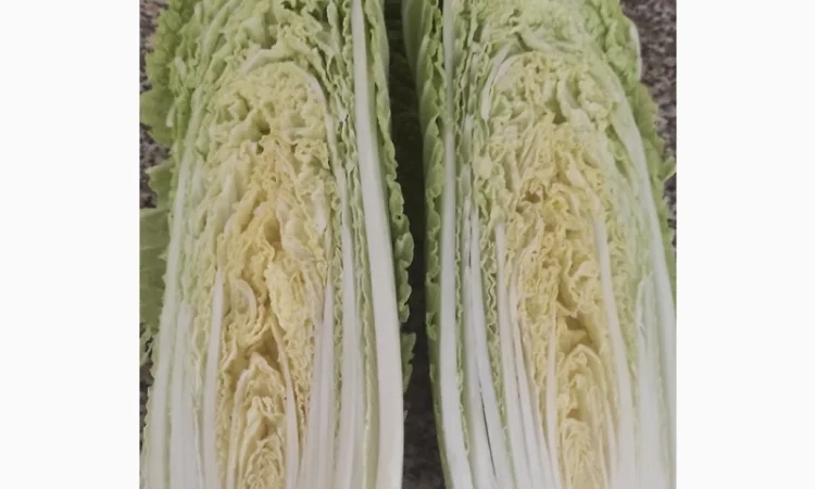 Продам пекінську капусту - фото № 2