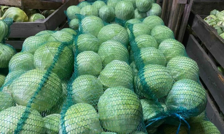 Продам капусту «Сторідор» - фото № 1