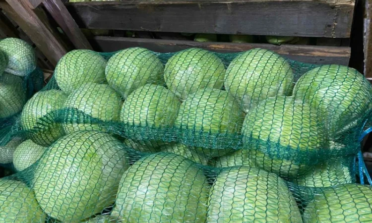 Продам капусту «Сторідор» - фото № 2