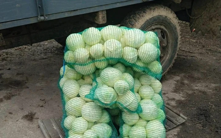 Продам капусту - фото № 1