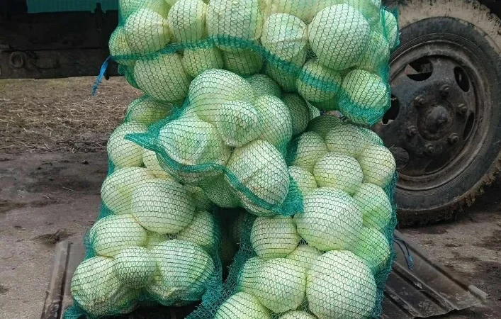 Продам капусту - фото № 3