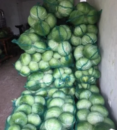 Продам капусту - фото № 1