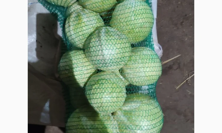 Продам капусту - фото № 2