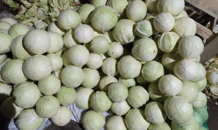 Продам капусту - фото № 3