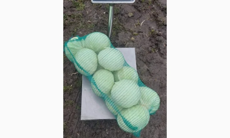 Продаємо Капусту - фото № 1