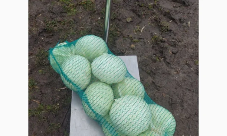 Продаємо Капусту - фото № 3