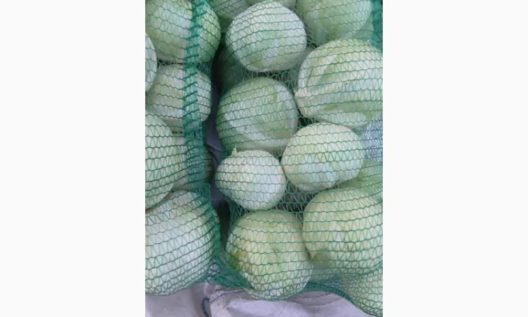 Продаємо Капусту - фото № 4