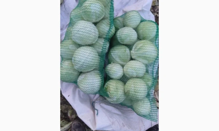 Продаємо Капусту - фото № 5