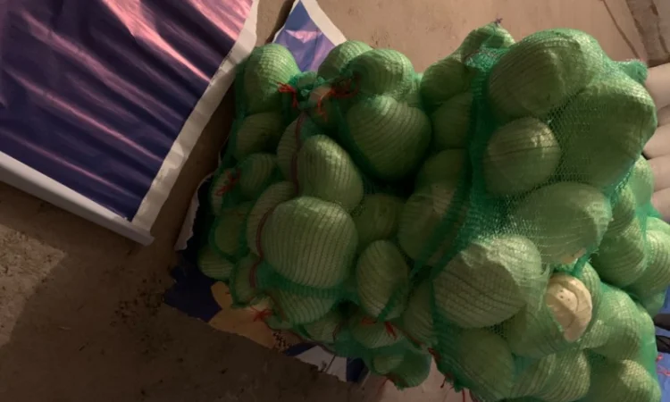 Продам капусту малими обʼємами сорт агресор - фото № 1