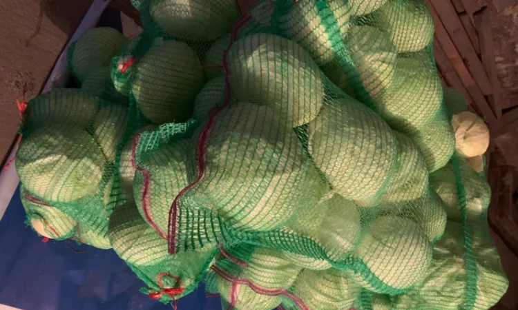 Продам капусту малими обʼємами сорт агресор - фото № 2