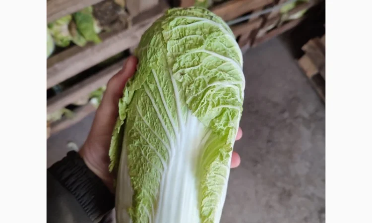 Продам пекінську капусту - фото № 1
