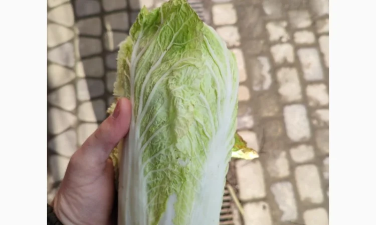 Продам пекінську капусту - фото № 2