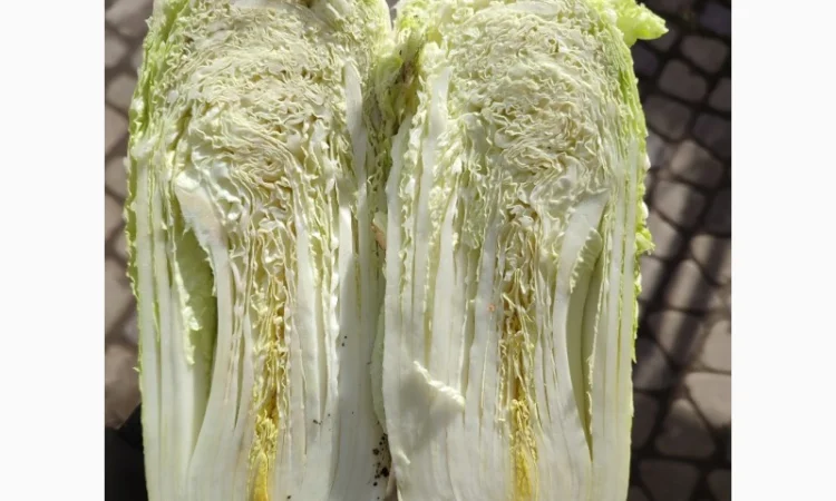 Продам пекінську капусту - фото № 3