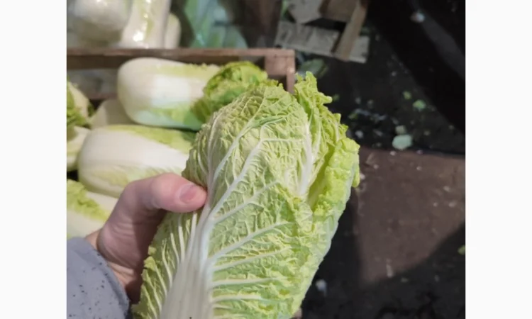 Продам пекінську капусту - фото № 4