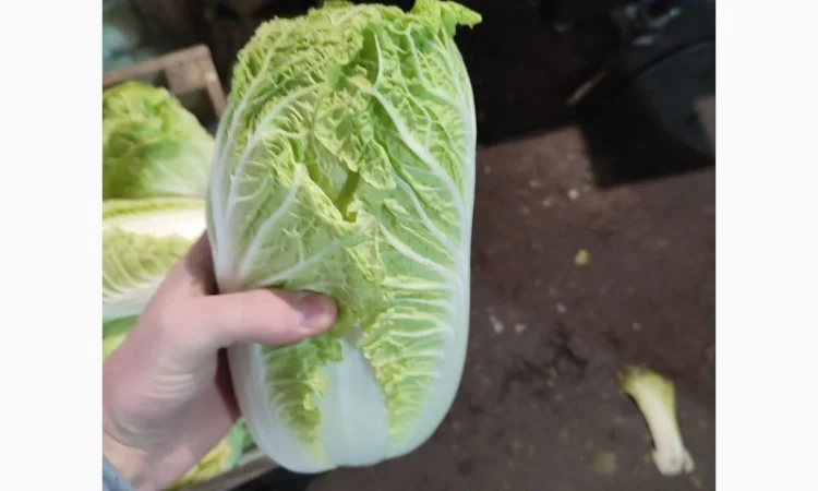 Продам пекінську капусту - фото № 5