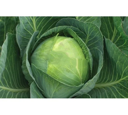 Продам Капусту - фото № 2