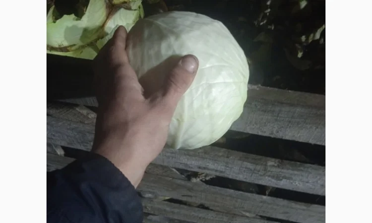 Продам Капусту - фото № 4