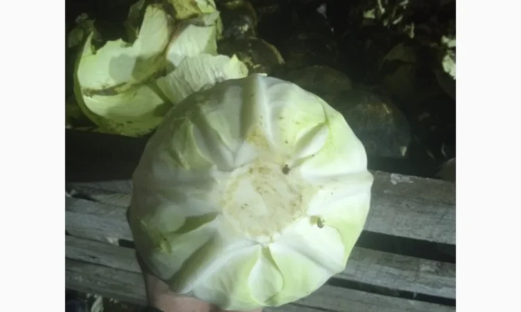 Продам Капусту - фото № 5