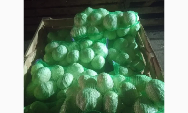 Продам Капусту - фото № 6