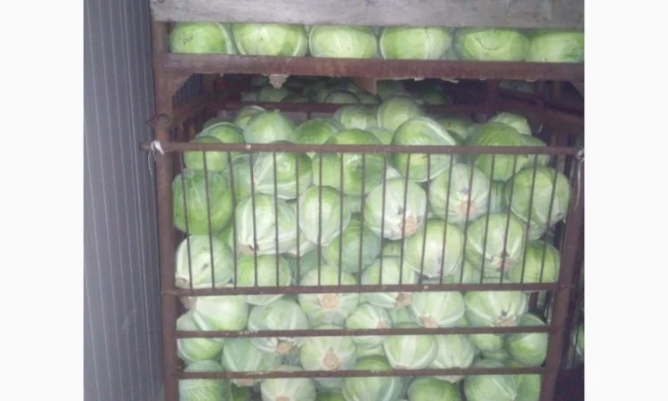 Продам белокочанную капусту - фото № 1