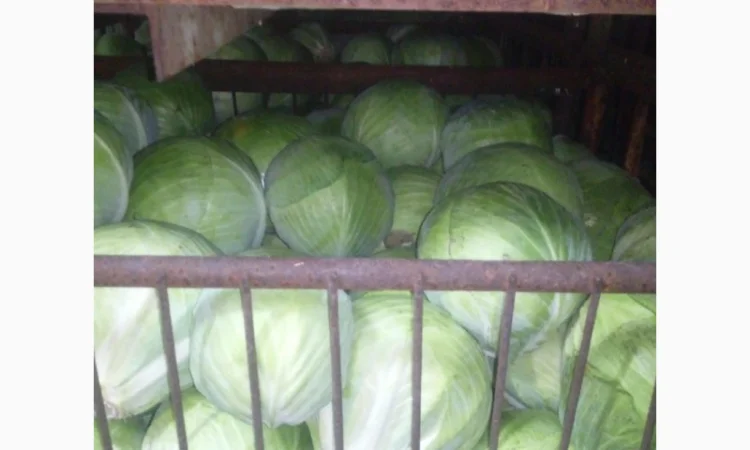 Продам белокочанную капусту - фото № 2