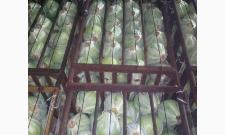 Продам белокочанную капусту - фото № 3