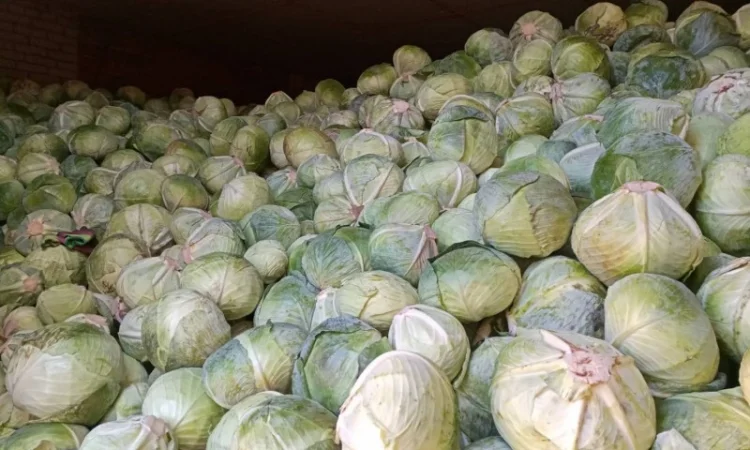 Капуста белокачанка сорта Агрессор F1 на продажу - фото № 2