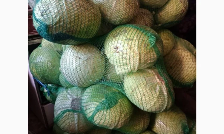 Продам капусту белокачанку сорт Агрессор F1, Зенон F1 та Сторідор F1 - фото № 2